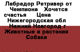 Лабрадор Ретривер от Чемпиона - Хочется счастья!  › Цена ­ 15 000 - Нижегородская обл., Нижний Новгород г. Животные и растения » Собаки   
